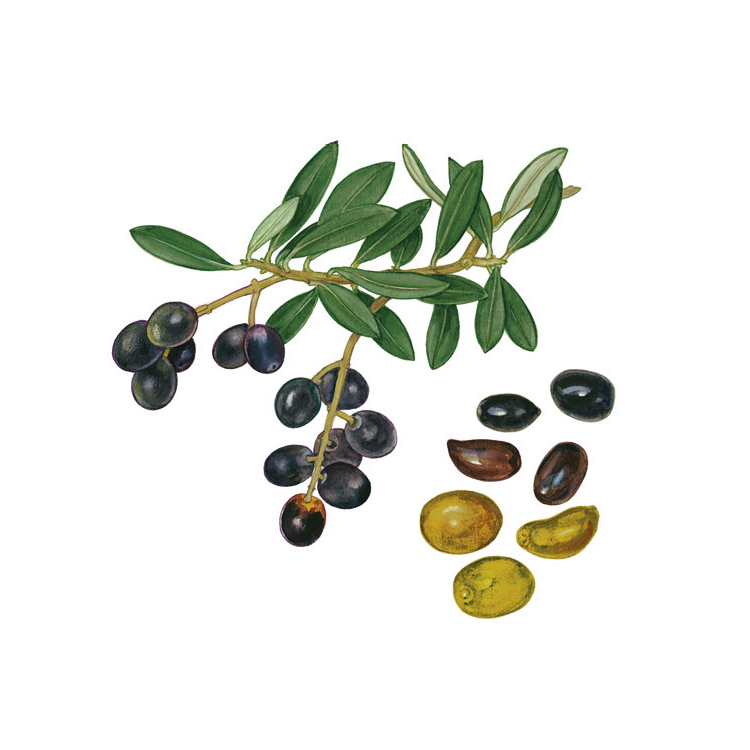 05_Ölbaum_Olive