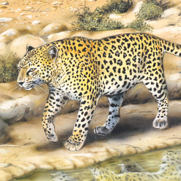 58_Arabischer_Leopard