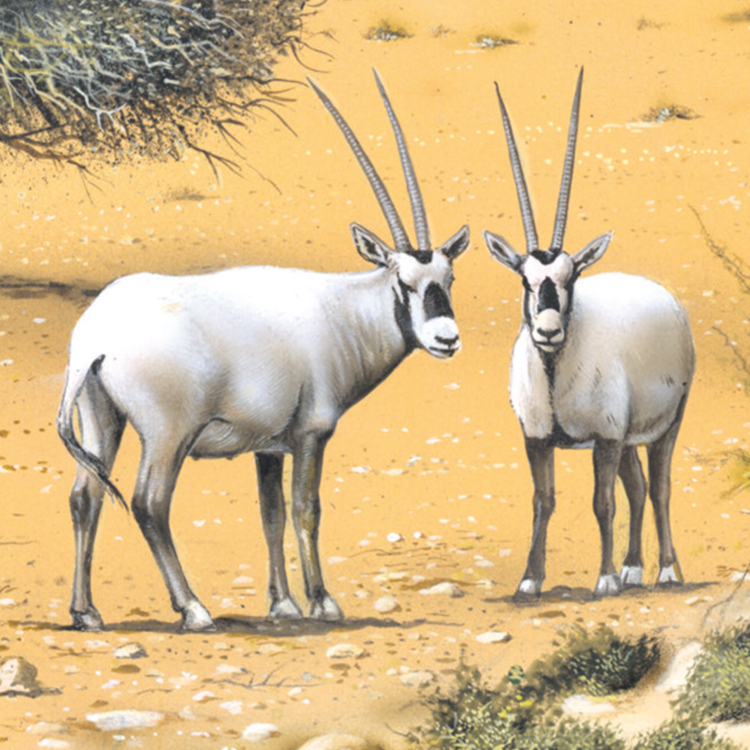 59_Arabischer_Oryx